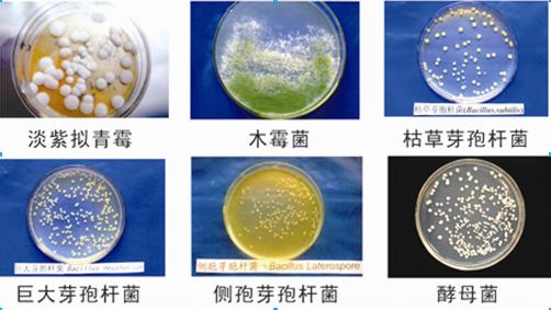 單一菌種定做應注意哪些事項