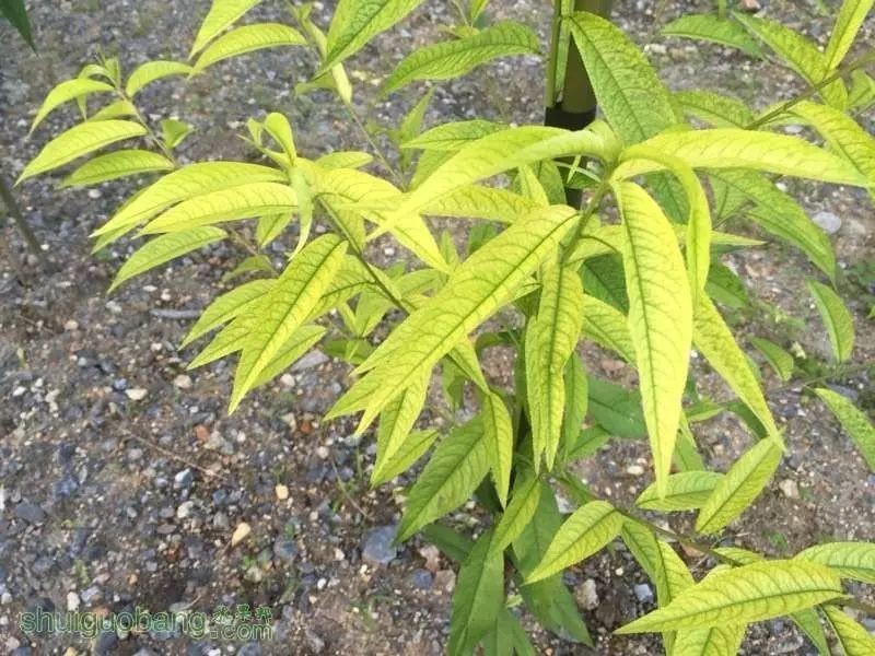 酵素農(nóng)業(yè)技術(shù)：不同作物缺鐵癥狀及酵素菌肥防治技巧