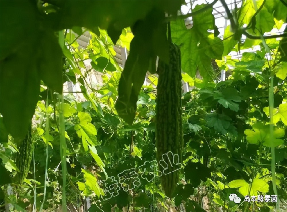 島本酵素生物悶棚奇效顯：滅掉了線蟲殺死了病菌，土壤還得到改良