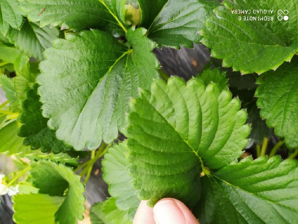 雞糞燒苗怎么辦？島本酵素有妙招