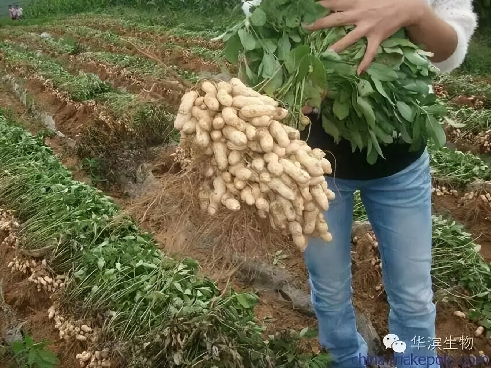 島本酵素菌肥花生防重茬高產(chǎn)施肥方案及案例展示