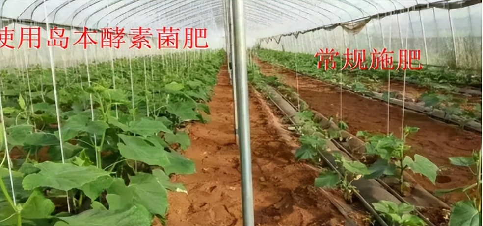 使用微生物肥料可以提高土壤和作物的抗旱性能嗎？