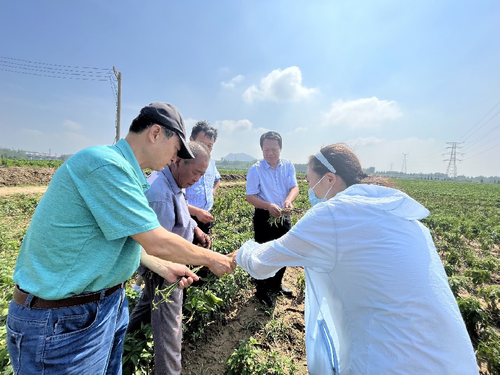 濰坊島本微生物技術研究所把酵素農(nóng)業(yè)技術送到廣闊的田野上