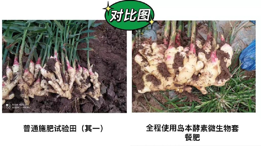 生姜姜瘟、癩皮等病蟲害問題酵素菌微生物套餐肥解決方案及效果展示