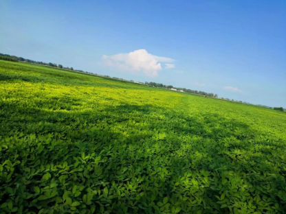 雨后花生大面積黃化怎么辦？