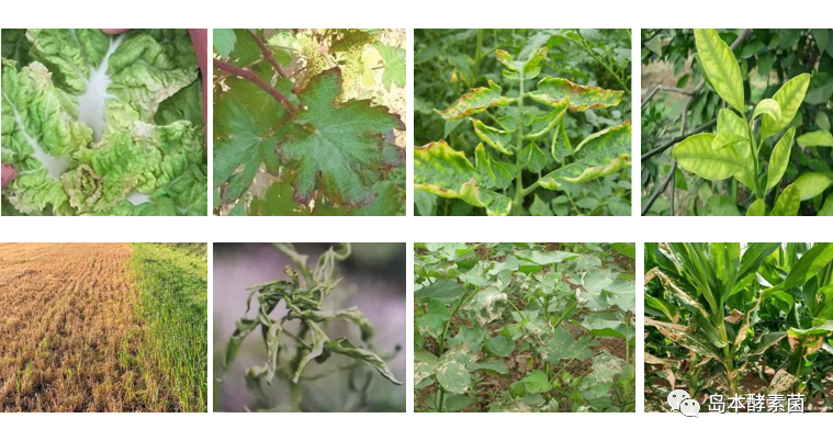 微生物肥料對(duì)前茬遺留在田間的除草劑有何作用