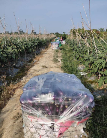 夏季露地栽培茄子怎么進行肥水管理？