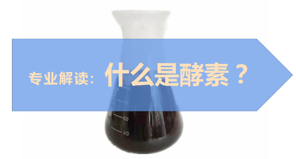 專業(yè)解讀：什么是酵素？