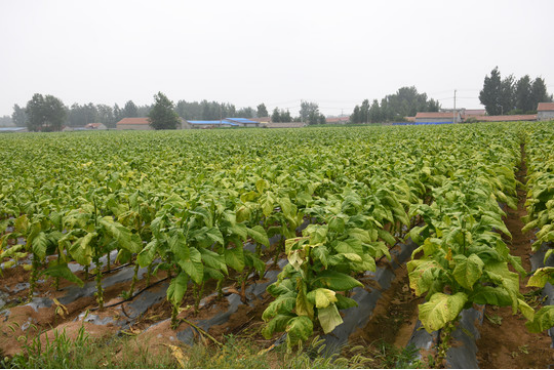 高品質煙草島本酵素菌種植技術及案例效果