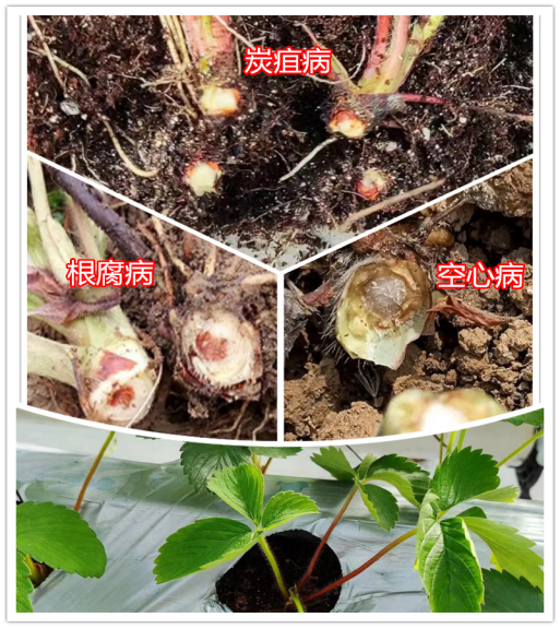 草莓定植后總死棵，炭疽病、空心病還是根腐??？