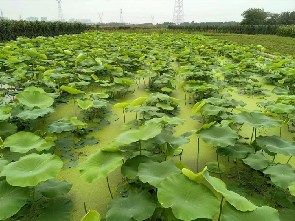 荷塘長滿青苔怎么辦？