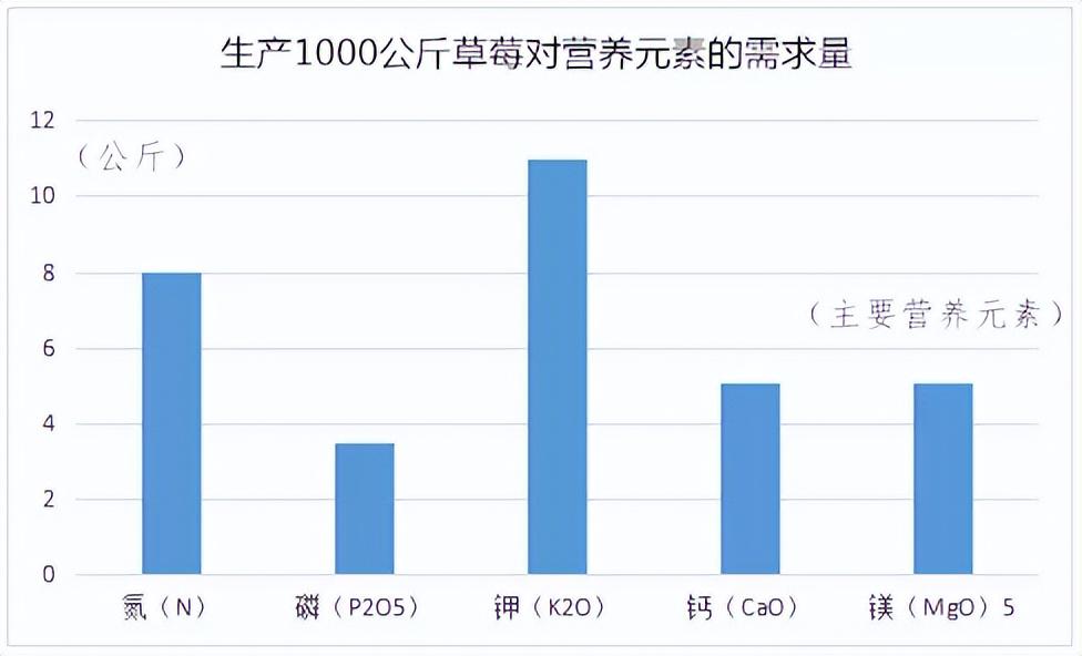 草莓種植如何科學(xué)補(bǔ)鈣？