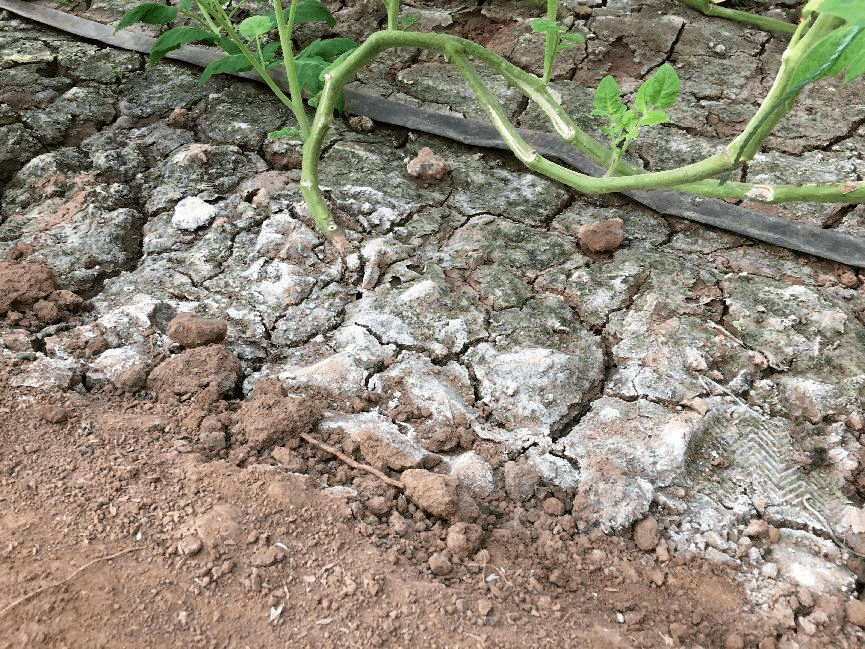 當前種植土壤常見問題有哪些？