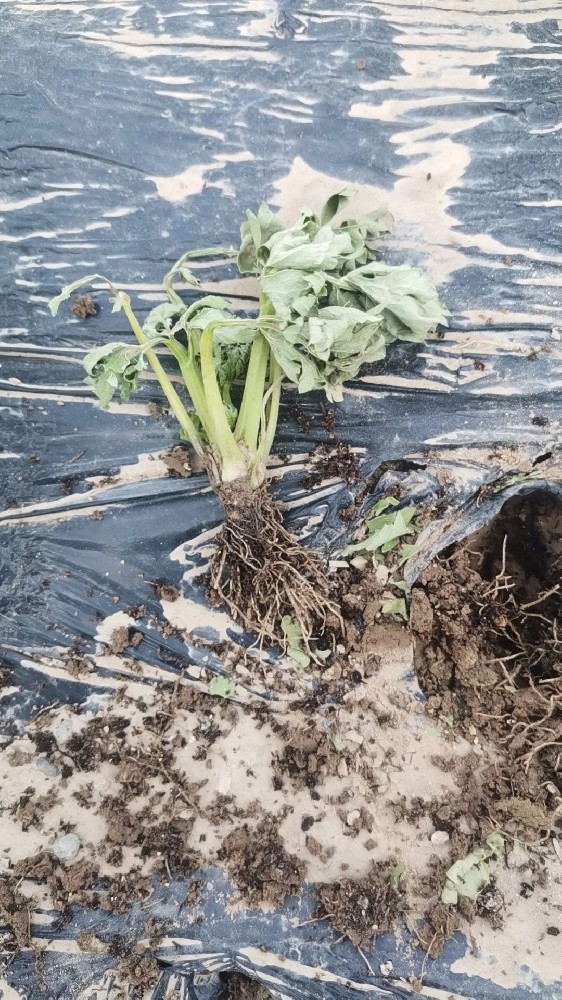 【島本酵素】芹菜定植后根腐、莖基腐病害嚴(yán)重怎么辦？解答來了