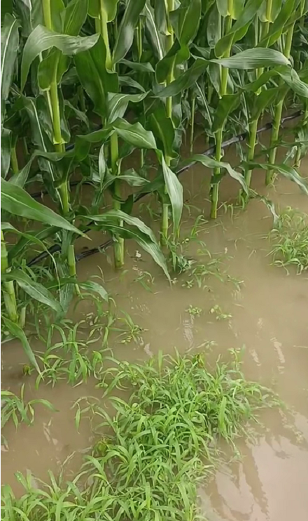 大雨過后才知道島本酵素有多牛？土壤疏松如海綿、不積水、無死棵！