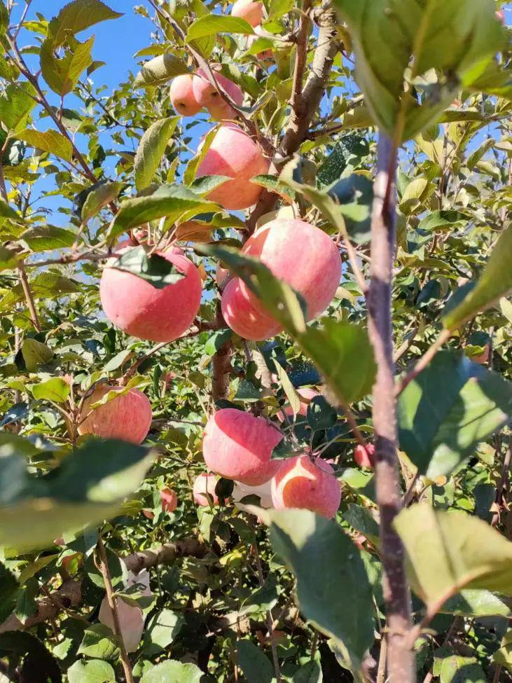 蘋果上市早、個(gè)頭大、味道好！島本酵素微生物菌劑構(gòu)建良好微生態(tài)，減少果樹落果，助力增產(chǎn)增收！