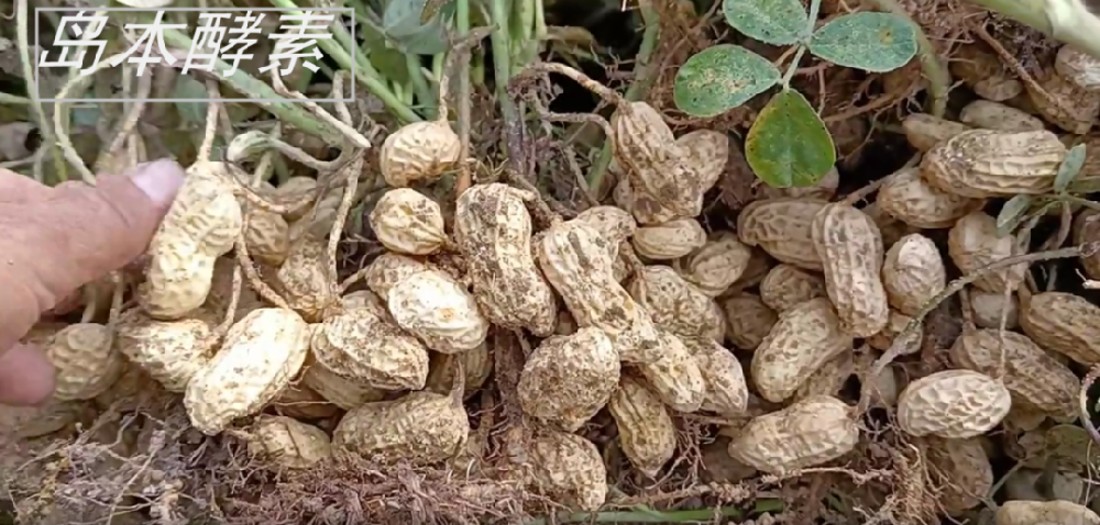 花生種植遭遇澇害仍獲豐收！看酵素菌肥如何改良土壤，提升花生抗逆性，?；ū９?/></a>
								</div>
								<div   id=